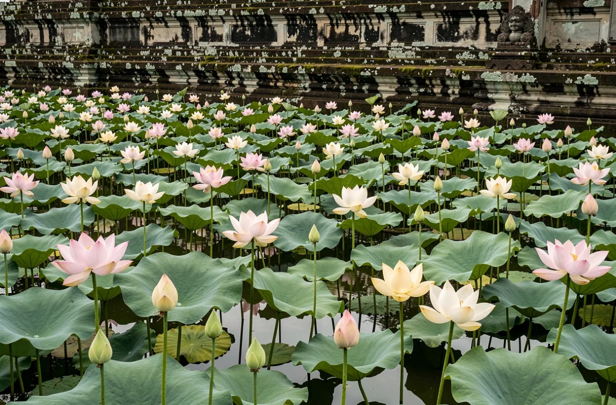 Champ de fleurs de lotus devant un temple ancien en Asie du Sud-Est, évoquant la spiritualité et la résilience culturelle